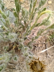 Hysterionica jasionoides
