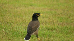 Acridotheres tristis tristis