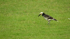 Gracupica nigricollis