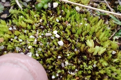 Tortella inclinata