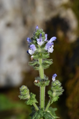 Salvia verbenaca