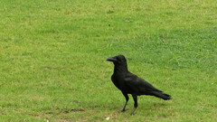 Corvus macrorhynchos levaillantii
