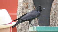 Corvus macrorhynchos levaillantii
