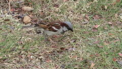 Passer domesticus indicus