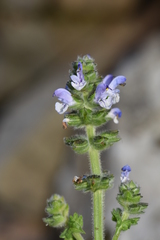 Salvia verbenaca