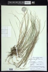 Muhlenbergia richardsonis