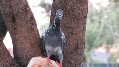 Columba livia domestica