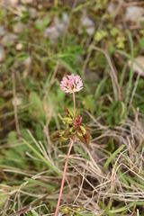Trifolium physodes