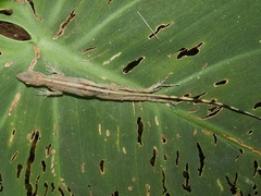 Anolis limifrons