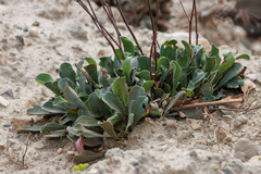Limonium hierapetrae