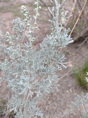Artemisia mendozana