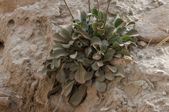 Limonium hierapetrae