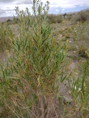 Acanthostyles buniifolius