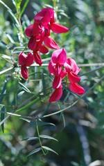 Lathyrus splendens
