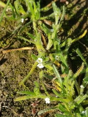 Plagiobothrys collinus