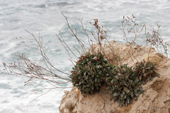 Limonium hierapetrae