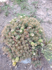 Maihueniopsis ovata