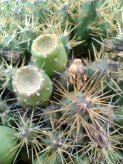 Maihueniopsis ovata