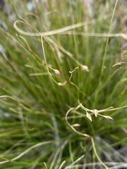 Rhynchospora rariflora