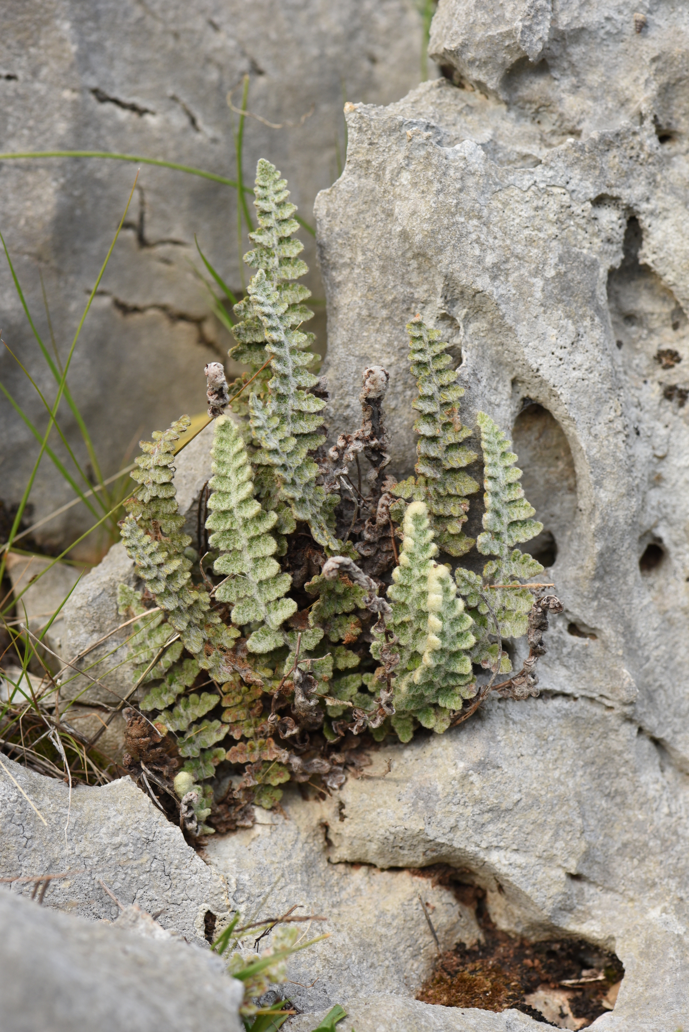 Cosentinia vellea