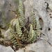 שרכרך הסלעים - Photo (c) Christian Gilli,  זכויות יוצרים חלקיות (CC BY-NC), הועלה על ידי Christian Gilli