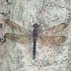 Tyriobapta torrida