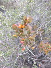 Tristerix verticillatus