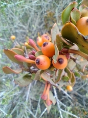 Tristerix verticillatus