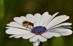 Halictus tumulorum