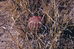 Echinocereus pectinatus pectinatus