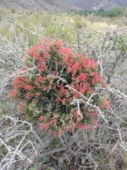 Tristerix verticillatus