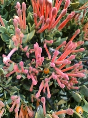 Tristerix verticillatus