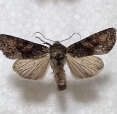 Lacanobia contigua