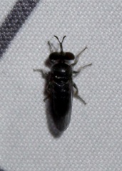 Cerotainia macrocera