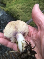 Lactarius uvidus