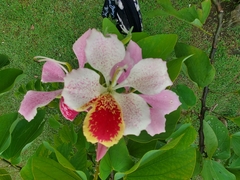 Bauhinia monandra