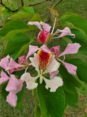 Bauhinia monandra