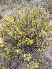 Chuquiraga ruscifolia