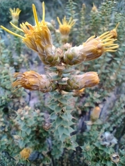 Chuquiraga ruscifolia