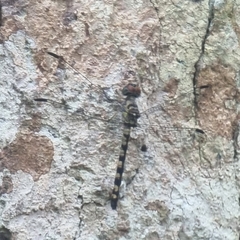 Tyriobapta torrida