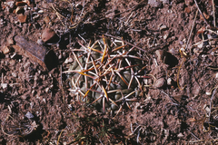 Coryphantha poselgeriana