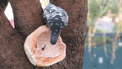 Columba livia domestica