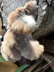 Schizophyllum