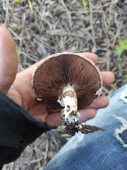 Agaricus