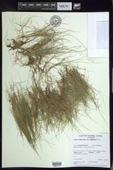 Carex billingsii