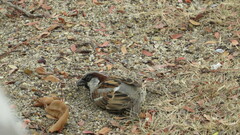 Passer domesticus indicus