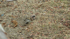 Passer domesticus indicus
