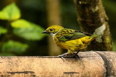 Tangara icterocephala