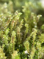 Bryum gemmiferum
