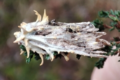 Akanthomyces tuberculatus